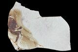 Fossil Pea Crab (Pinnixa) From California - Miocene #74482-1